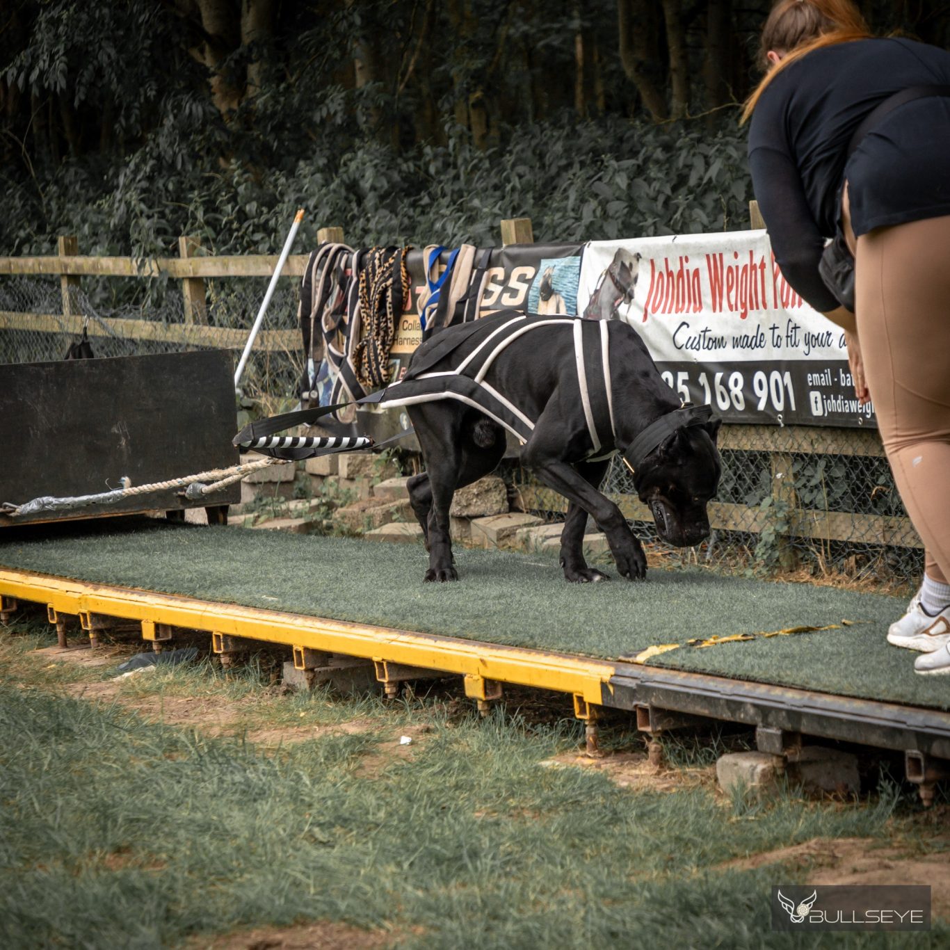 Angus training for Weight Pull
