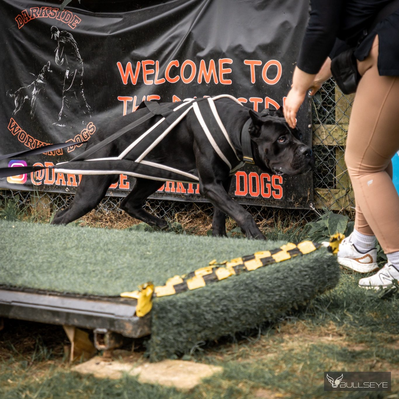 Angus training for Weight Pull